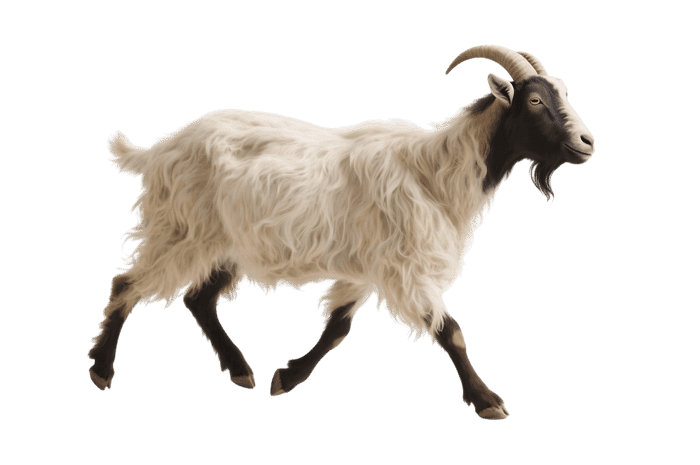 Walking goat with horns and beard on transparent background