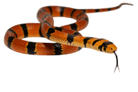 Striking orange and black banded snake