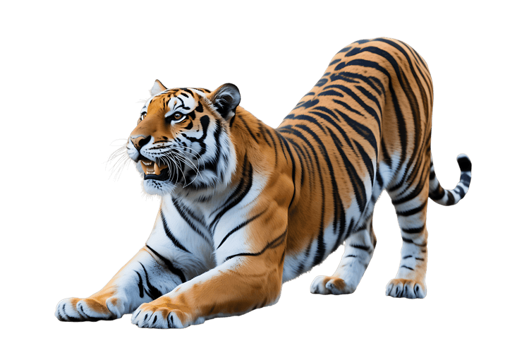 Roaring tiger stretching wild feline