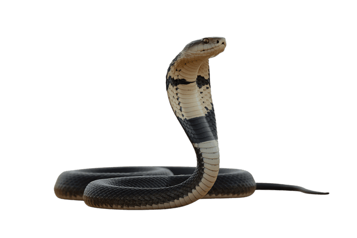 Striking cobra snake coiled and ready to strike