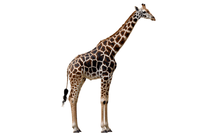Full body shot of a giraffe with a long neck634