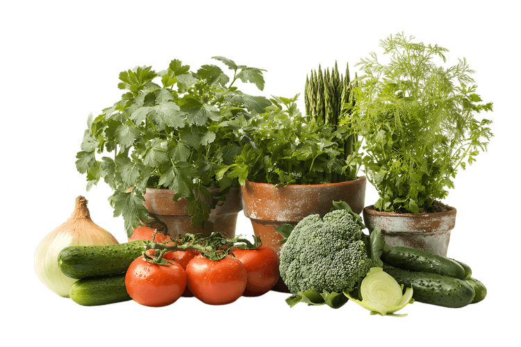 Assortment of fresh vegetables and herbs in terracotta pots. Healthy food concept.