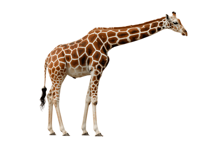 Giraffe with long neck