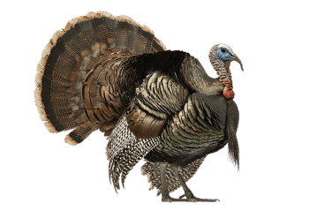 Majestic Wild Turkey