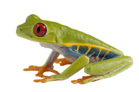 Vibrant Red Eyed Tree Frog on Black Background