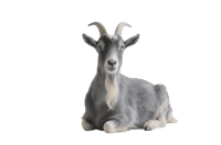 Portrait of a lying gray goat