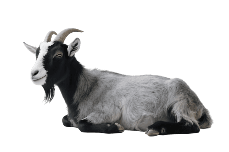 Laying down goat with horns and beard