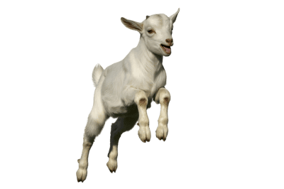 Playful white goat kid leaping on transparent background