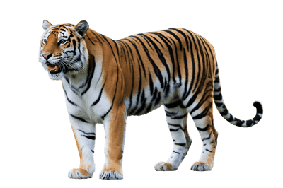 Striking tiger with orange and black stripes