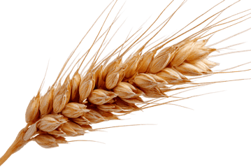 Close up of a ripe wheat ear, showcasing its golden color and texture.