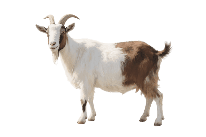 Standing goat isolated on transparent background