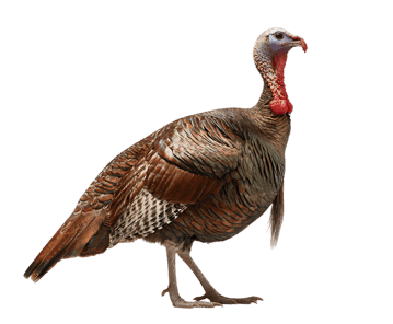Full body profile of a wild turkey isolated on black.