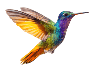 Colorful hummingbird hovering with iridescent plumage.