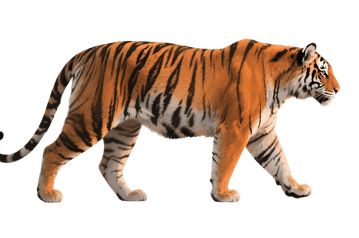 Walking tiger with orange and black stripes on transparent background