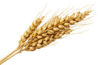 Single stalk of ripe wheat against a black background.