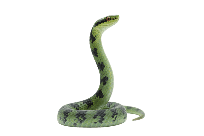 Green spotted snake reptile