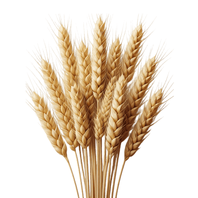 Golden wheat stalks on black background747
