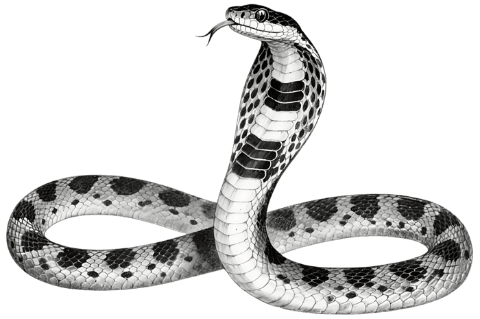 Monocled cobra with hood extended