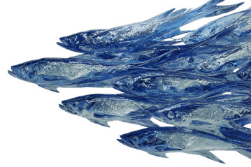 School of translucent fish swimming in a mesmerizing blue hue.