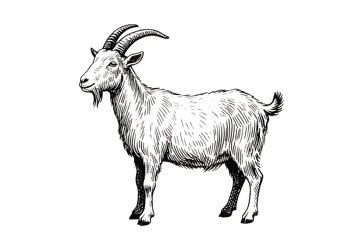 Engraved illustration of a goat