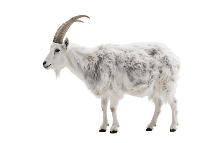 Side view of a mountain goat with long horns and white fur