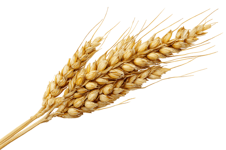 Single stalk of ripe wheat against a black background.