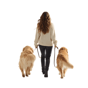 Rear view of woman walking two golden retriever dogs.