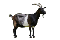 Standing goat with horns392