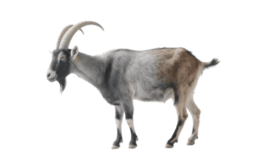 Side view of a horned goat
