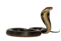 Striking cobra snake