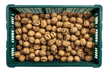 A crate full of walnuts.
