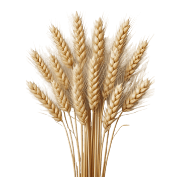 Golden wheat stalks, harvest, agriculture