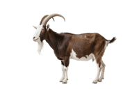 Brown and white goat with horns on transparent background