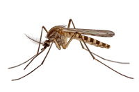 Detailed macro photograph of a mosquito.