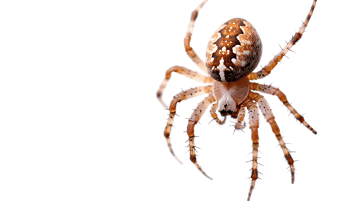 Close up of a spider on a black background