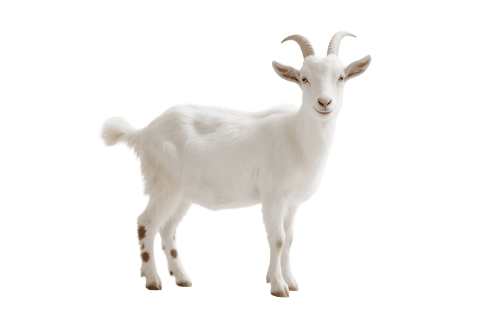 Standing white goat with horns540