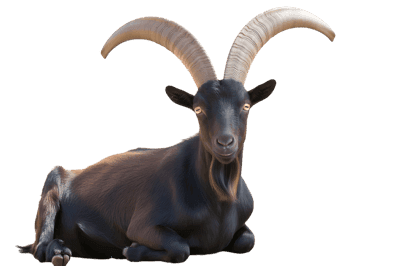Lying black goat with horns on transparent background