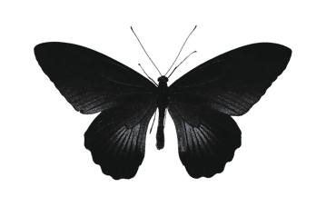 Dark butterfly on black background