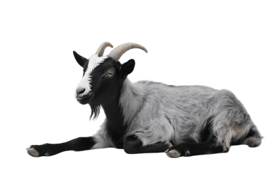 Black and grey goat laying down, isolated animal portrait