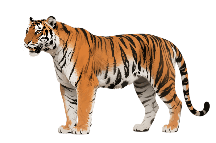 Illustration of a tiger