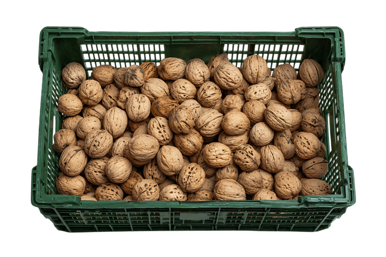 Harvest walnuts in a green plastic crate.