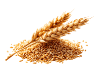 Golden wheat grains and stalks