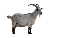Goat with horns. Farm animal on transparent background
