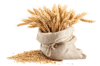 Abundant wheat stalks in burlap sack, agriculture, harvest, grain concept