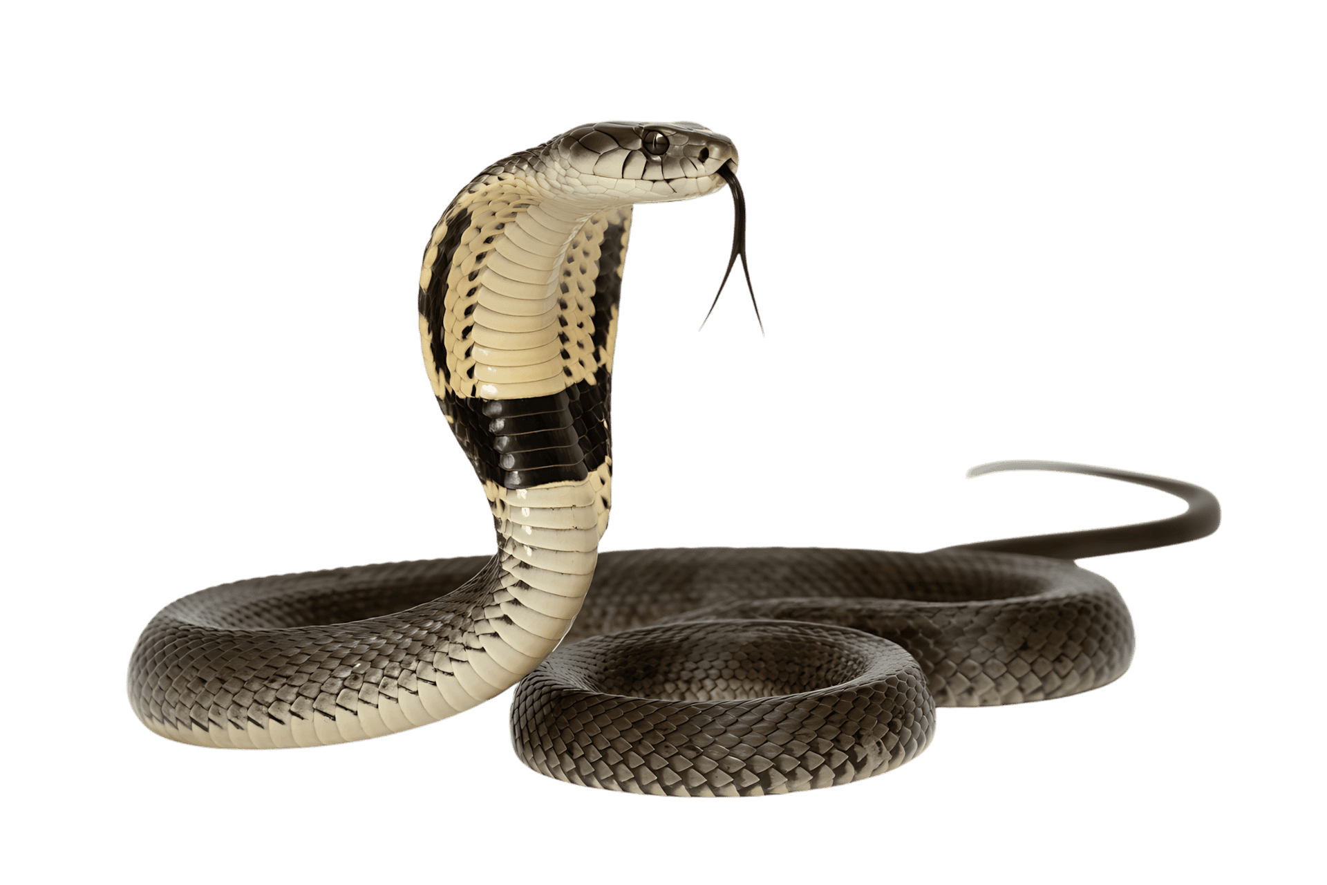 Striking monocled cobra with hooded neck and forked tongue