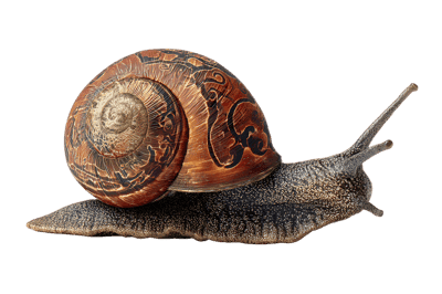 Snail with intricate shell