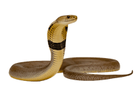 Alert cape cobra with hood raised on black