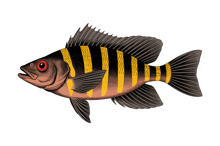 Striking illustration of a striped fish with yellow stripes