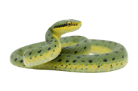 Coiled green spotted pit viper snake