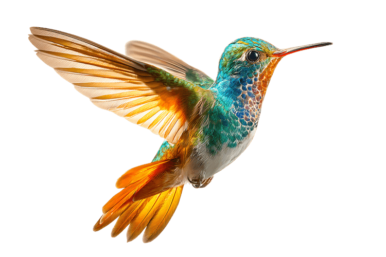 A colorful hummingbird hovering with transparent background.